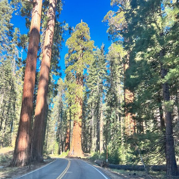 Meet your Posher, Brooke - Picture 1 of 1